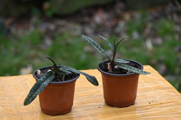 Paphiopedilum armeniacum - Image 2