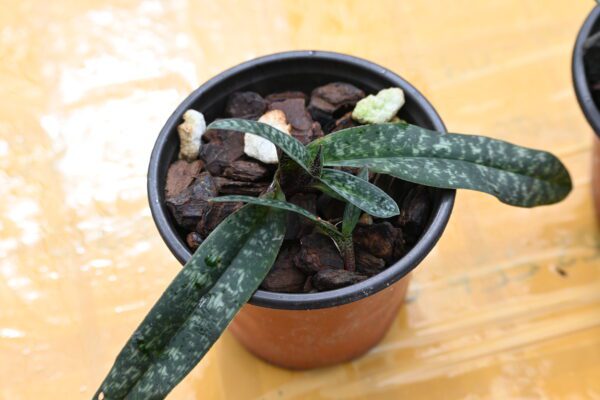 Paphiopedilum armeniacum - Image 3