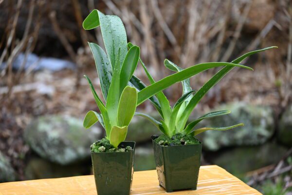 Paphiopedilum Quintal Wonder Alba (dianthum alba x haynaldianum alba)