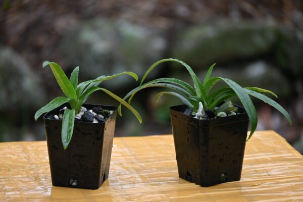 Paphiopedilum hirsutissimum alba - Image 2