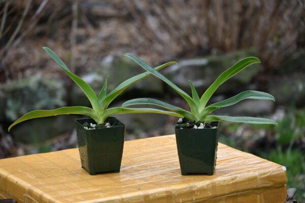 Paphiopedilum Wossner Sphinx (sanderianum x Julius)