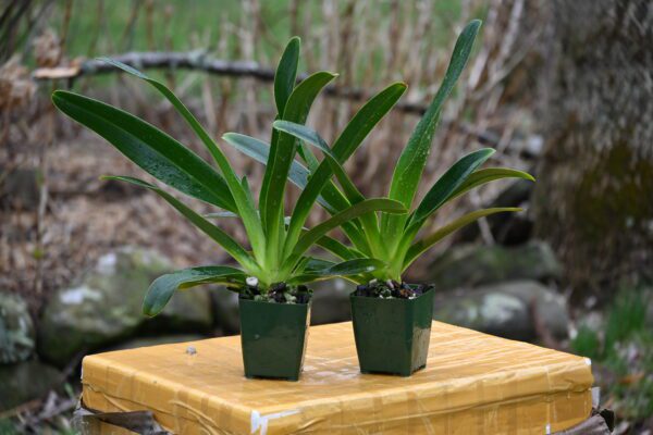 Paphiopedilum Yellow Bird - Image 2