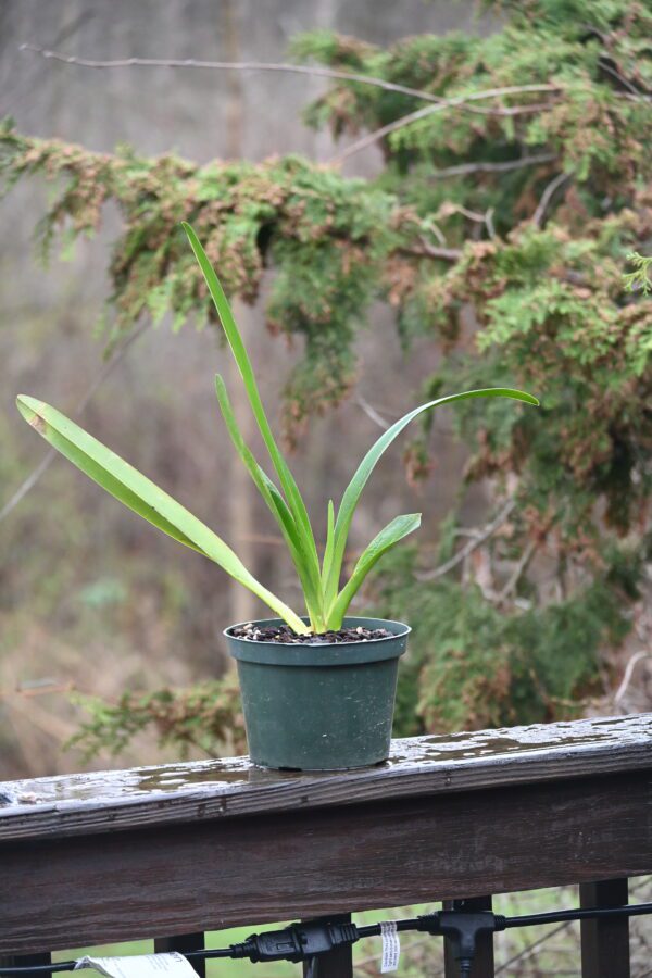 Phragmipedium warszewiczianum "Gayle" AM/AOS Divisions - Image 4