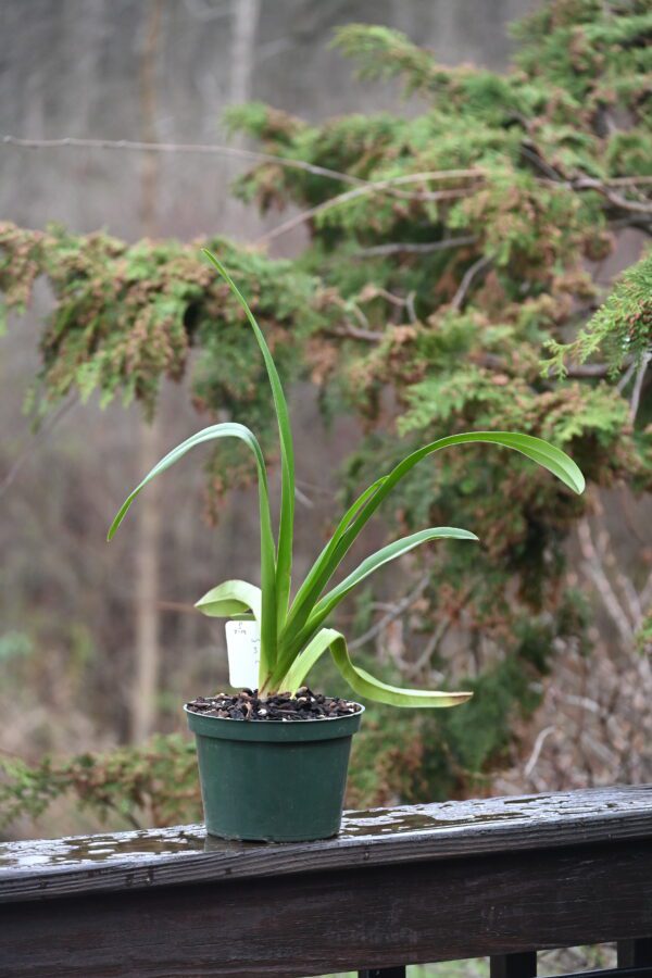 Phragmipedium warszewiczianum "Gayle" AM/AOS Divisions - Image 3