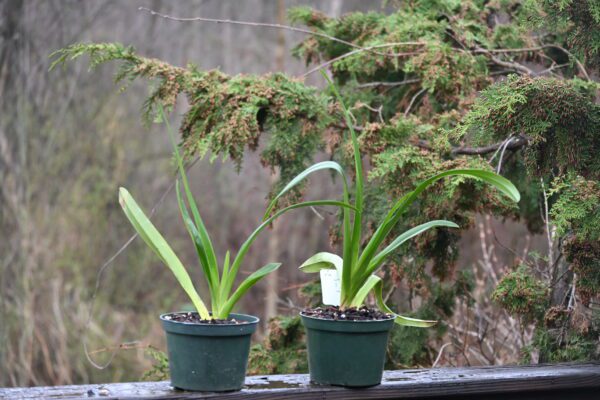Phragmipedium warszewiczianum "Gayle" AM/AOS Divisions - Image 2