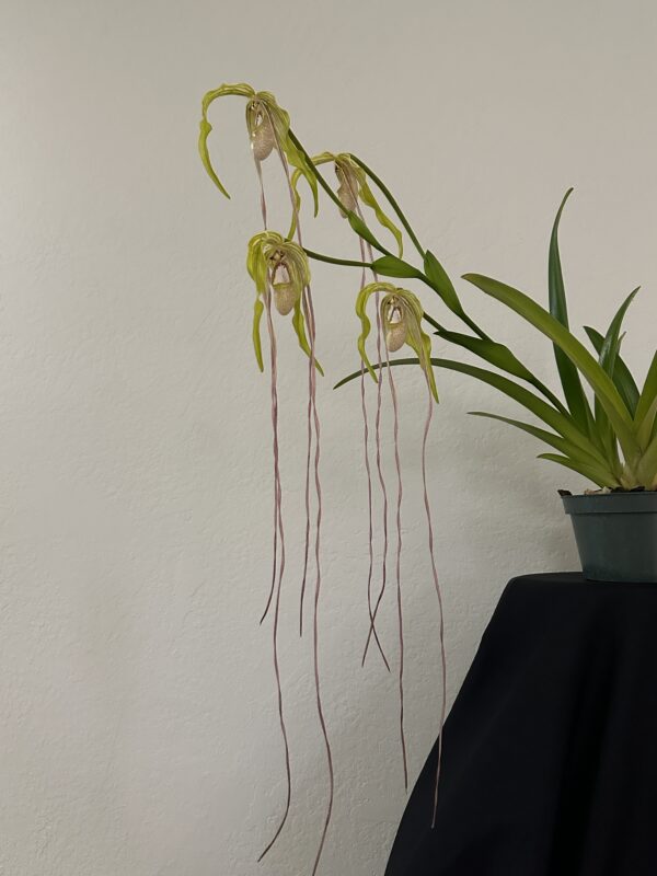 Phragmipedium warszewiczianum "Gayle" AM/AOS Divisions