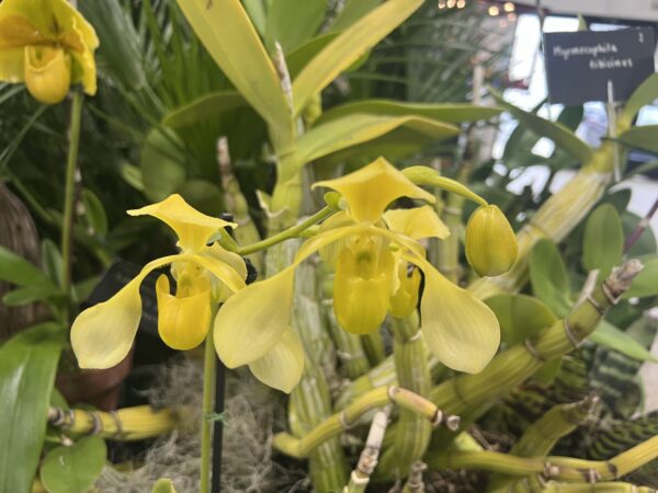 Paphiopedilum Yellow Bird