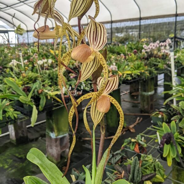 Paphiopedilum Kolosand x stonei