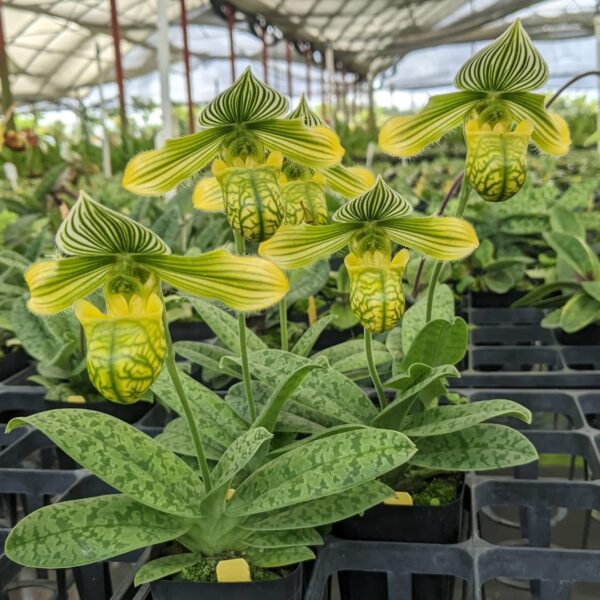 Paphiopedilum venustum album