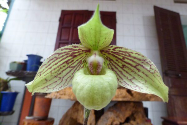Paphiopedilum jackii