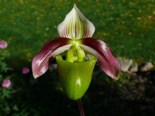 Paphiopedilum violascens
