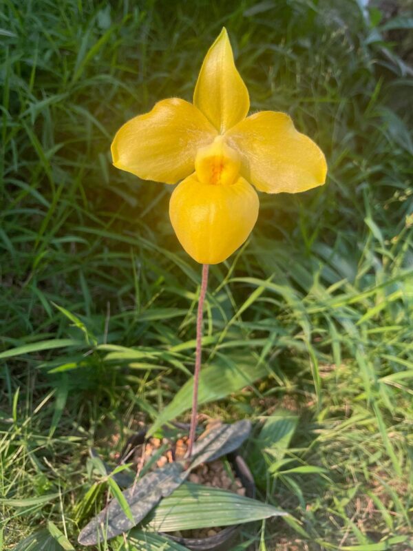Paphiopedilum armeniacum