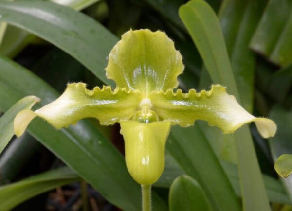 Paphiopedilum hirsutissimum alba