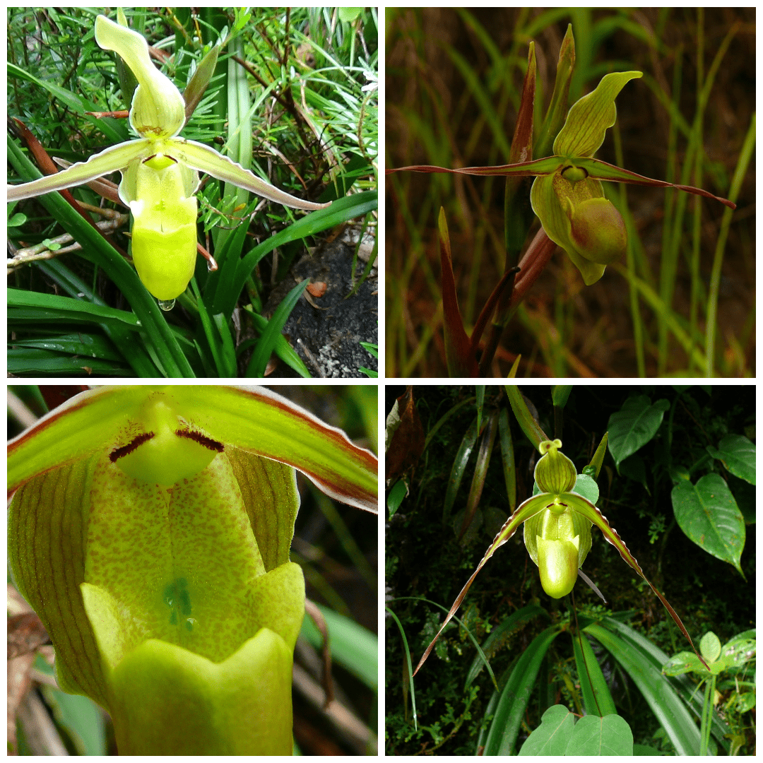 photo-collage.png-2 photo-collage.png-2