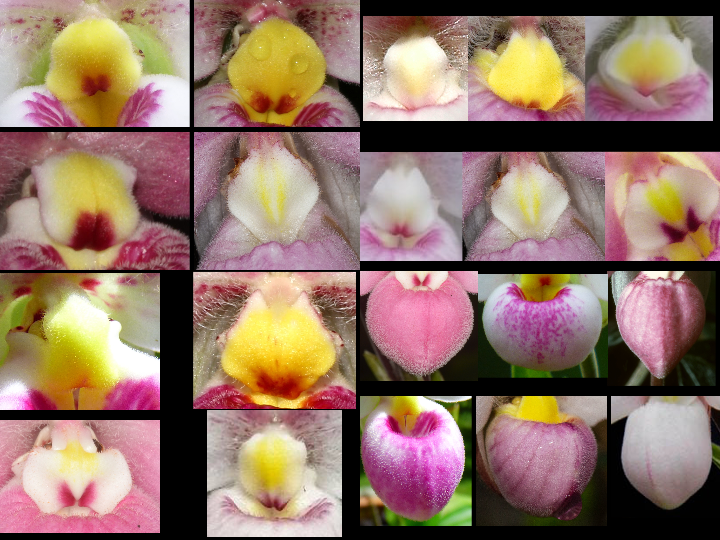 photo-collage.png-3 photo-collage.png-3