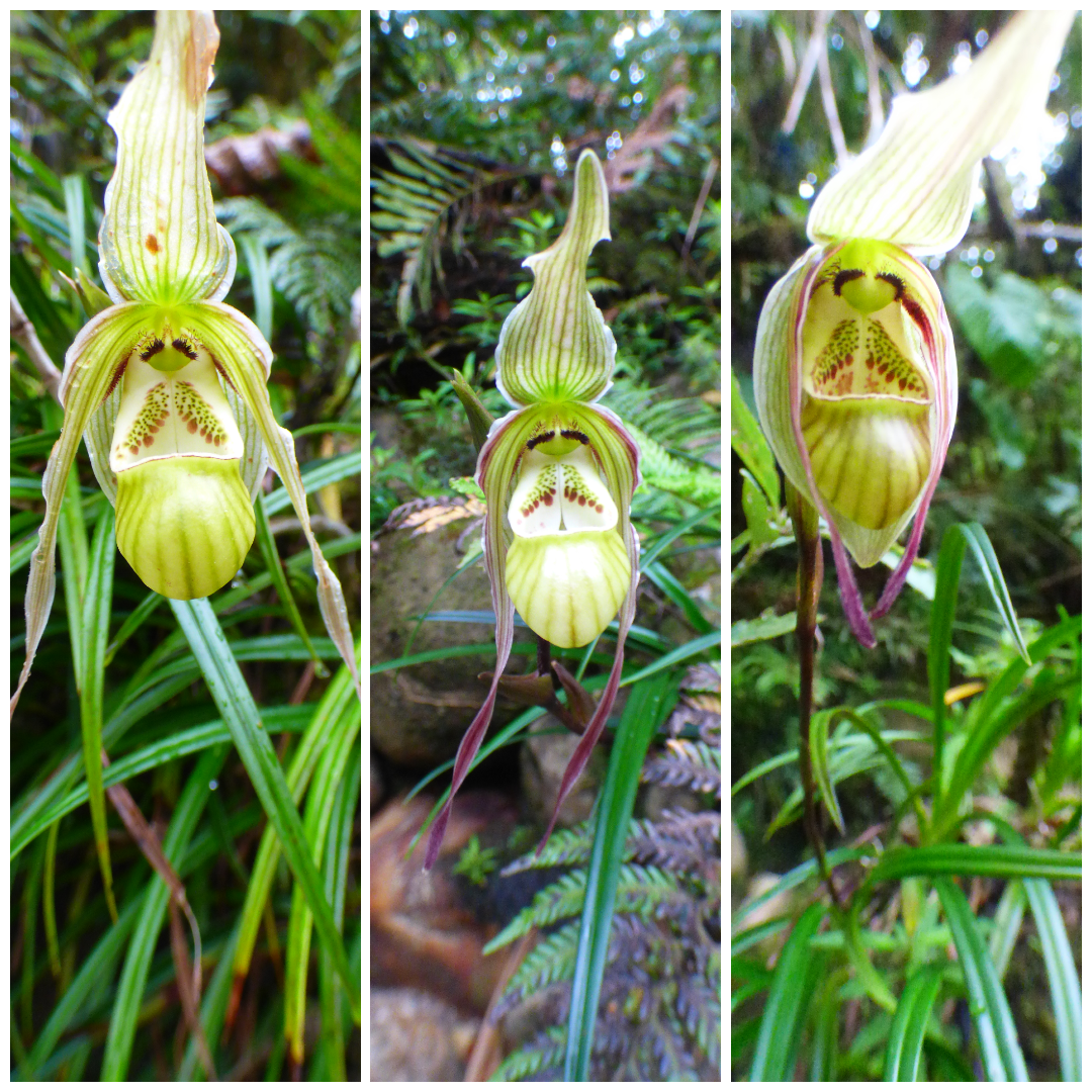 photo-collage.png-5 photo-collage.png-5