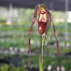 Maroon slipper orchid with long twisted petals