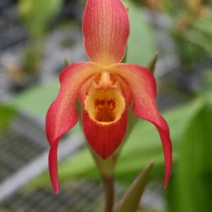 Red slipper orchid with yellow throat