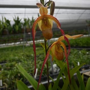 Long-petaled yellow and red slipper orchid