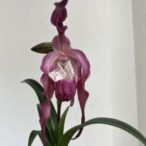 pink lady slipper orchid with green leaves