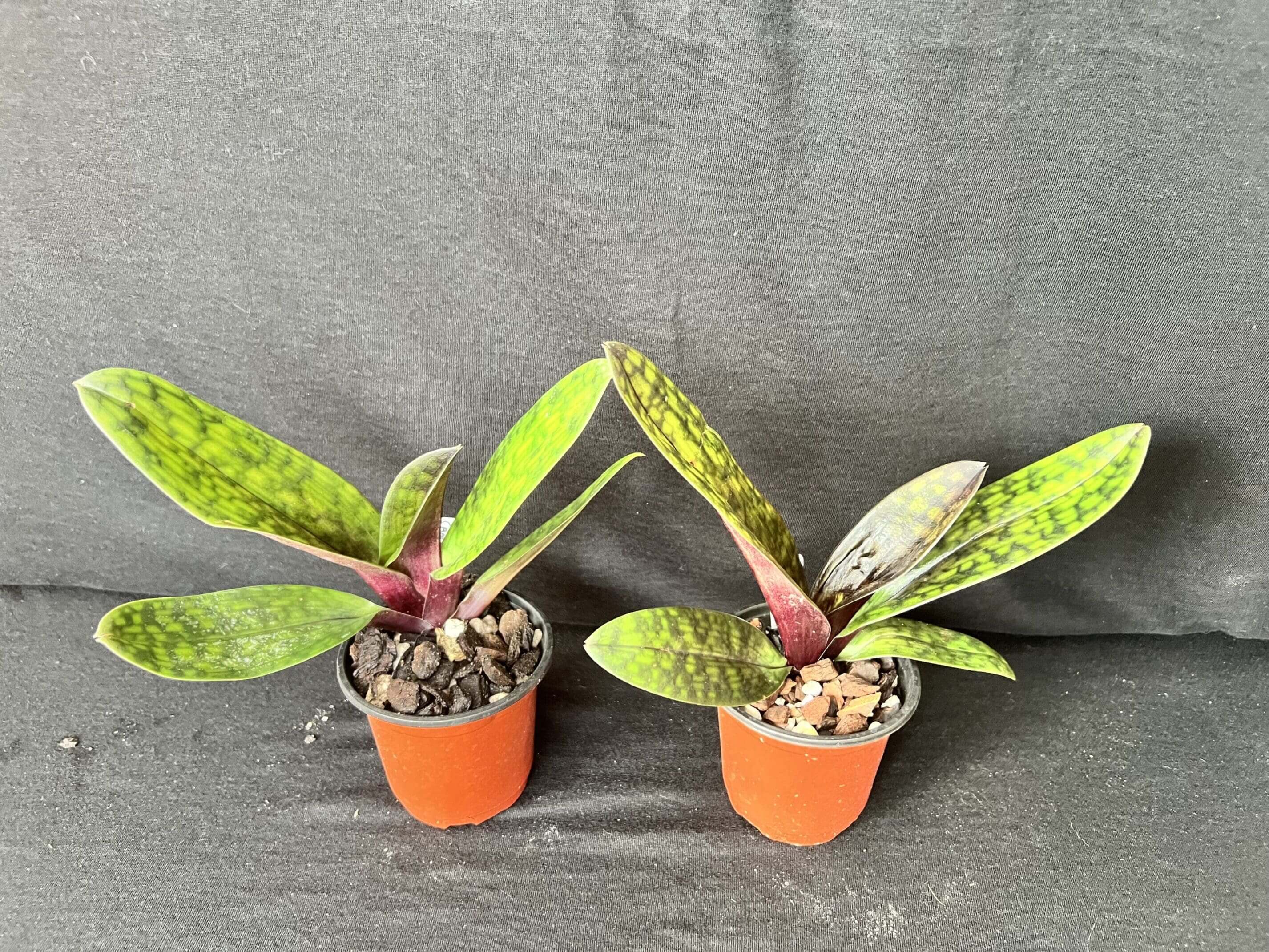Two mottled leaf orchid seedlings in orange pots