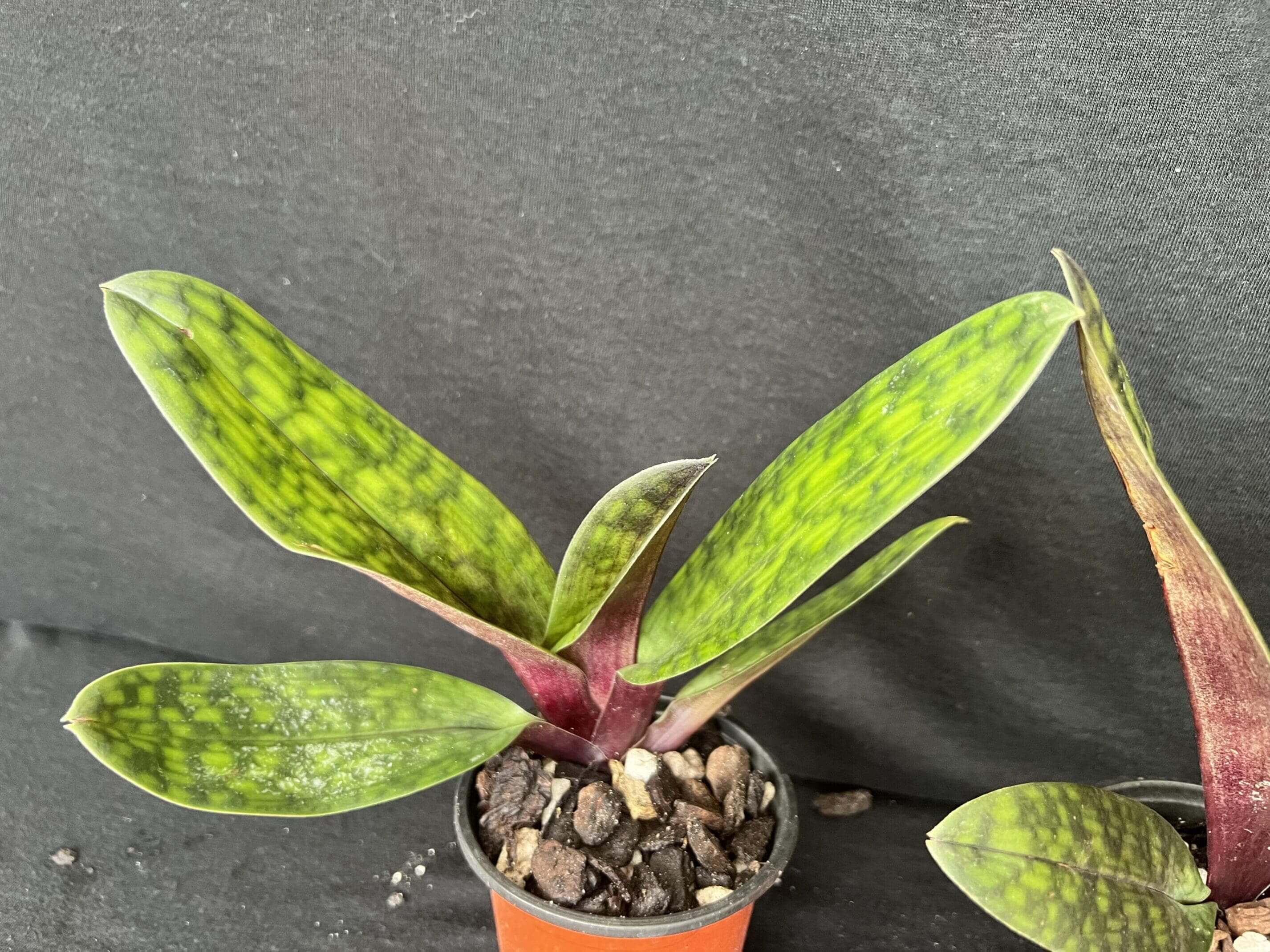 Potted plant with mottled green leaves, red undersides