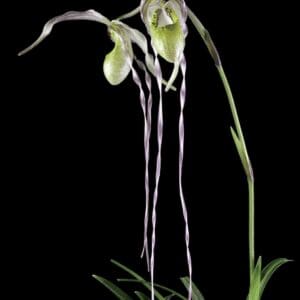 Slipper orchid with long twisted petals