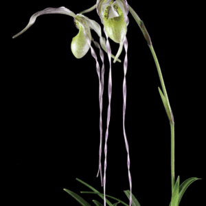 Slipper orchid with long twisted petals