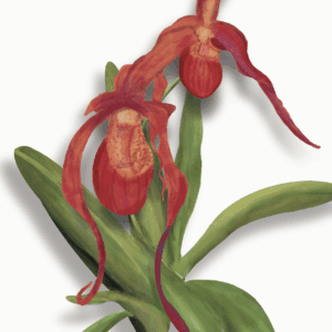 Phragmipedium humboltii x kovachii slipper orchid hybrid