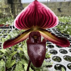 Paphiopedilum Nocturne Rouge slipper orchid hybrid