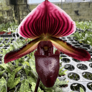 Paphiopedilum Nocturne Rouge slipper orchid hybrid