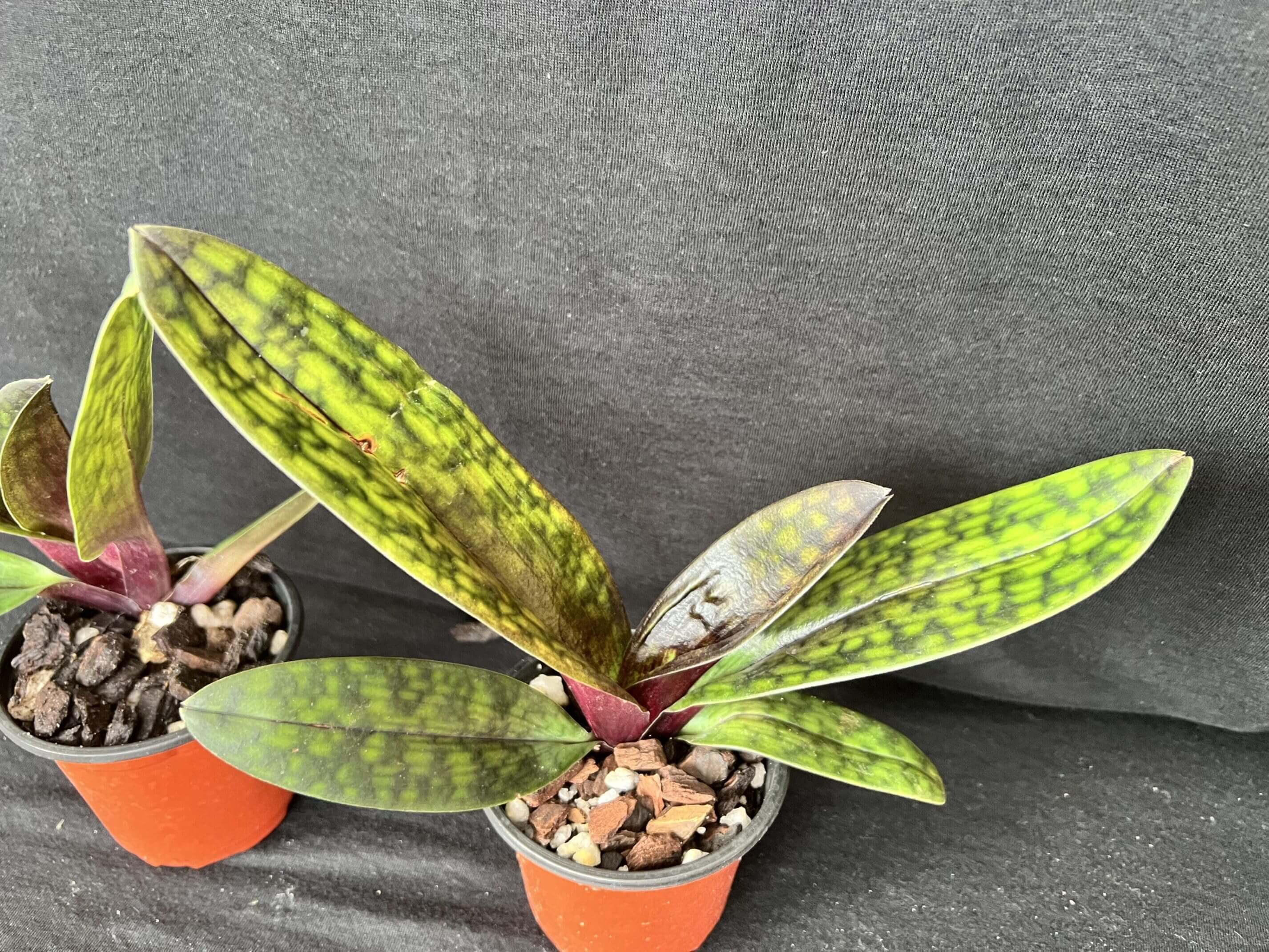 Potted orchid with mottled green leaves