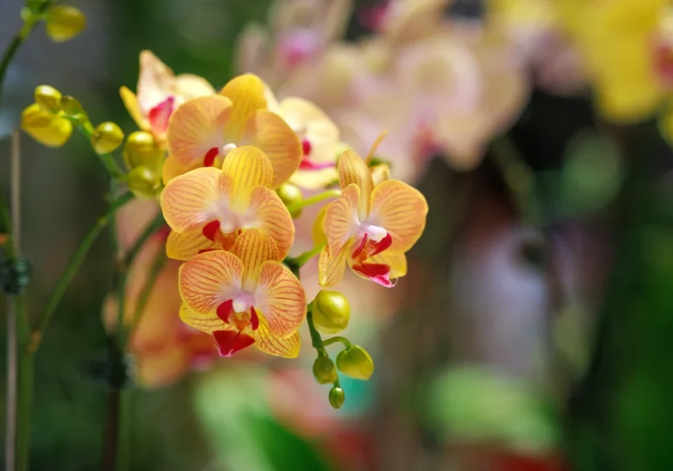 Yellow and red phalaenopsis orchids in bloom.