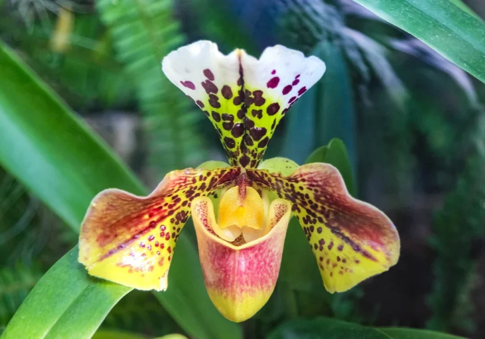 Paphiopedilum orchid, speckled yellow-red.