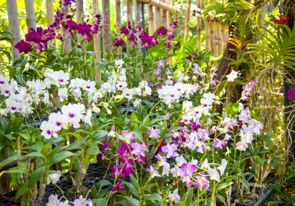 Orchid flowers in various colors.